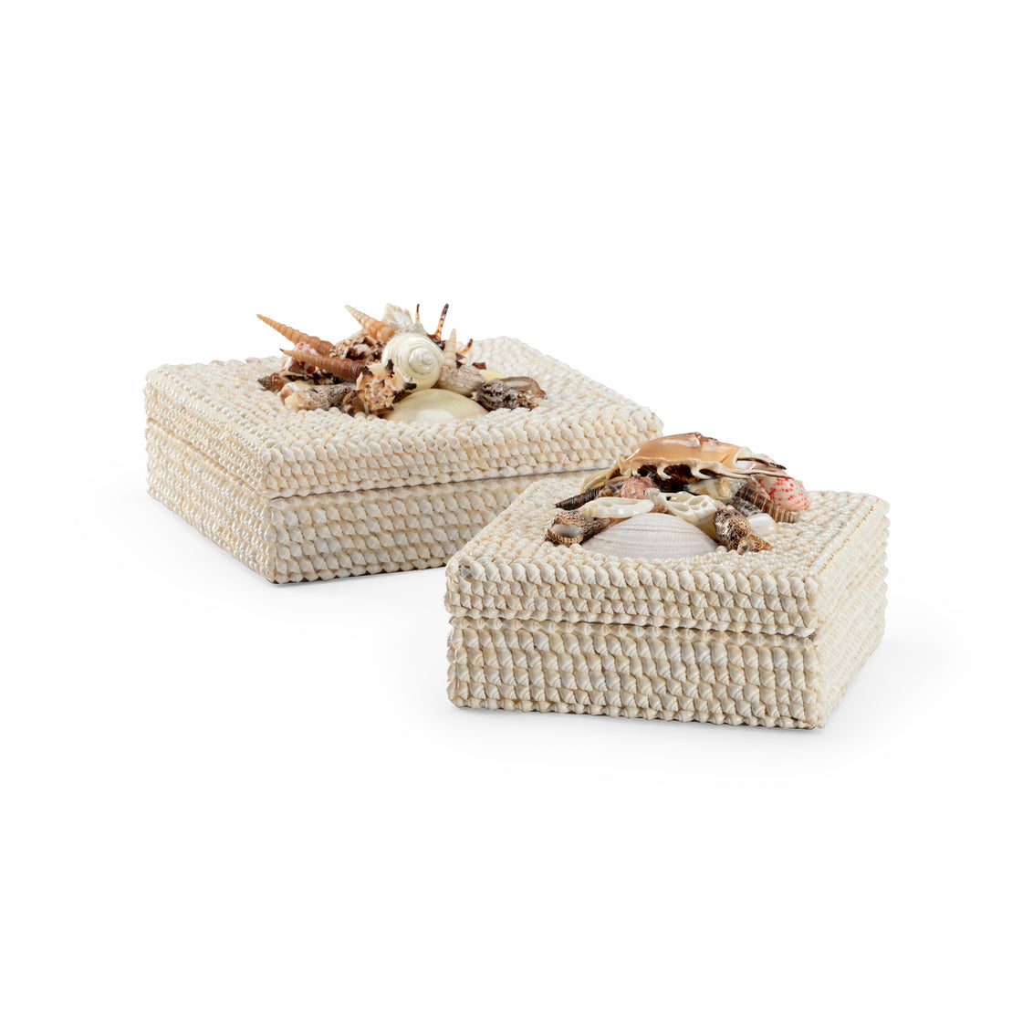 White Shell Boxes (S2) in 5.5 / Shell - Chelsea House