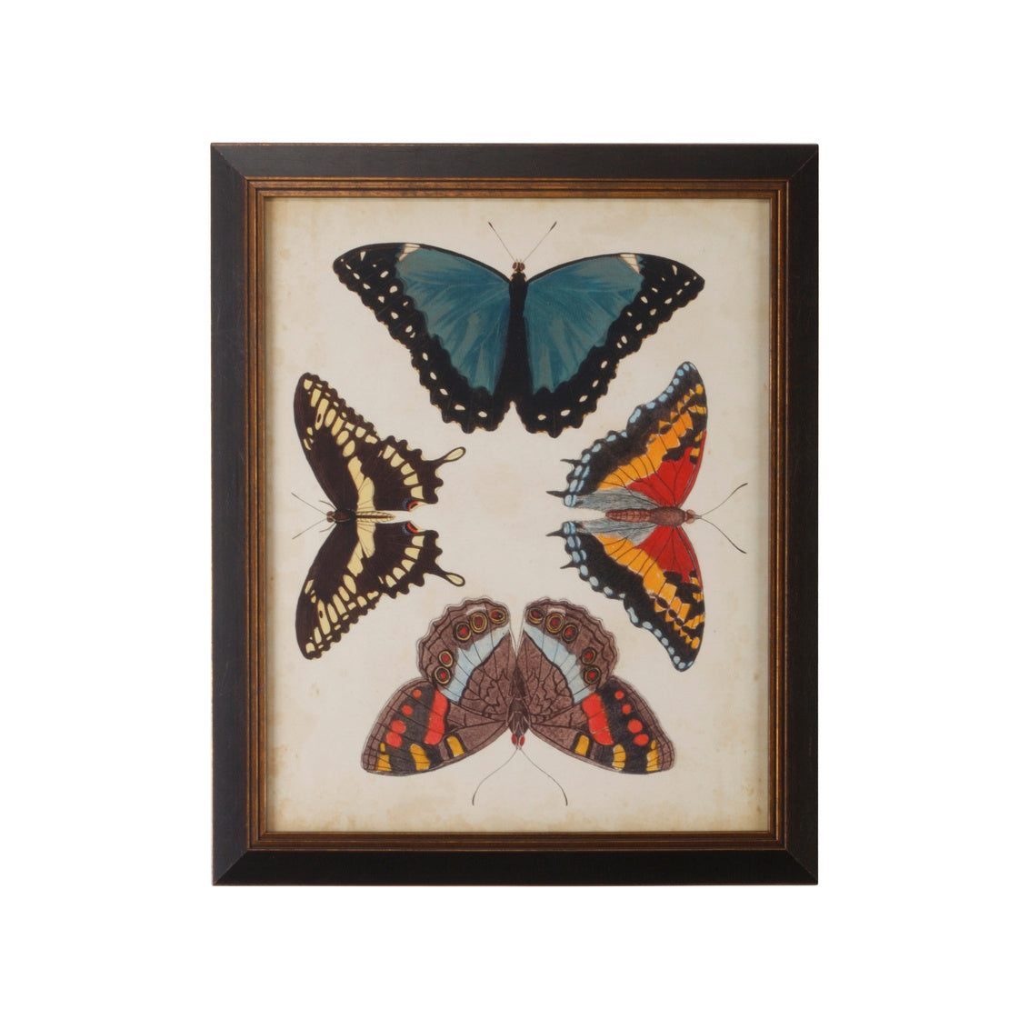Display Of Butterflies I in 23 / Giclee - Chelsea House