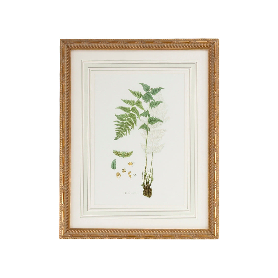 Curtis Ferns I in 27.5 / Wood - Chelsea House