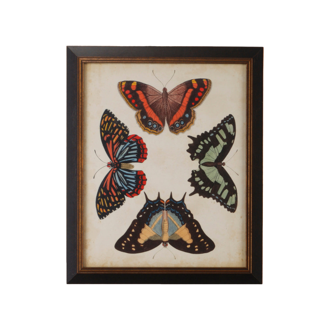 Display Of Butterflies IV in 23 / Giclee - Chelsea House