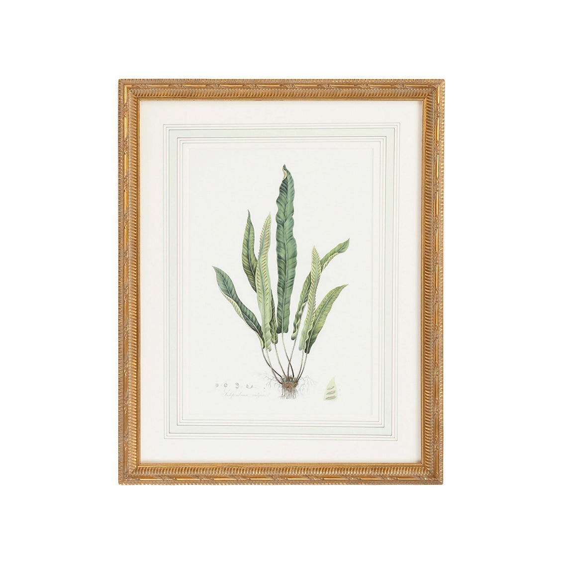 Curtis Ferns IV in 27.5 / Wood - Chelsea House