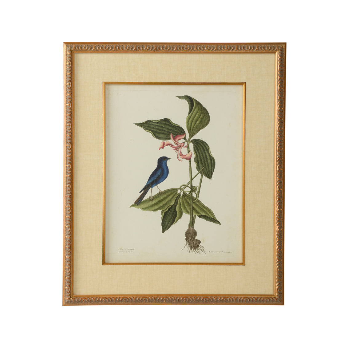 Catesby Bird & Botanical IV in 26 / Giclee - Chelsea House
