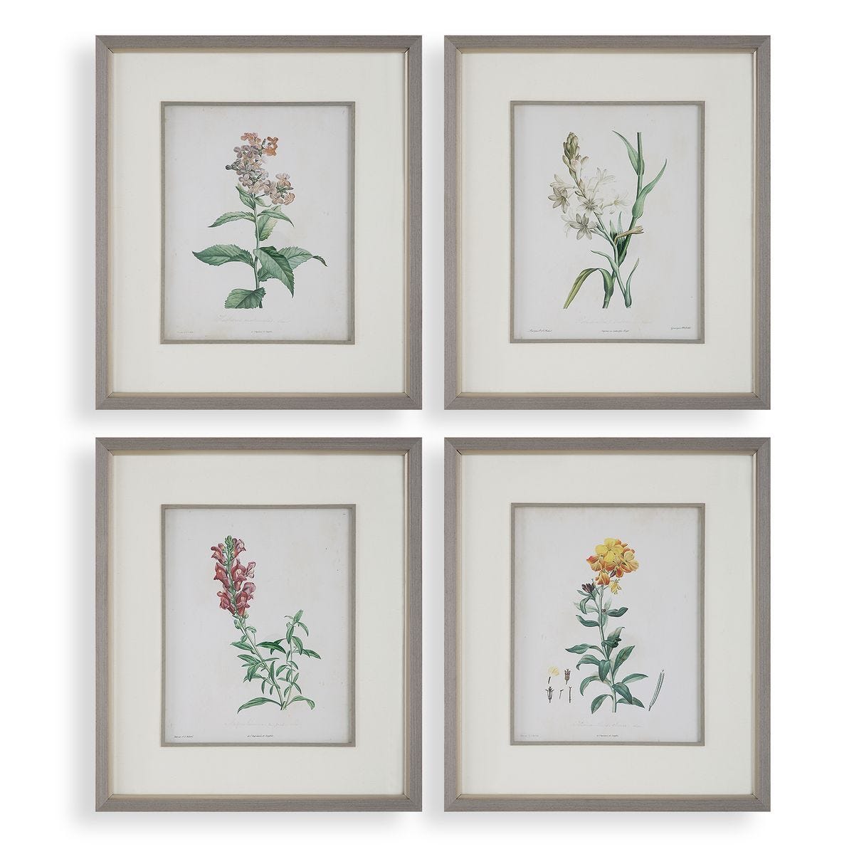 Heirloom Blooms Study Framed Prints, S/4 – Art by Uttermost | Sutter & Vale