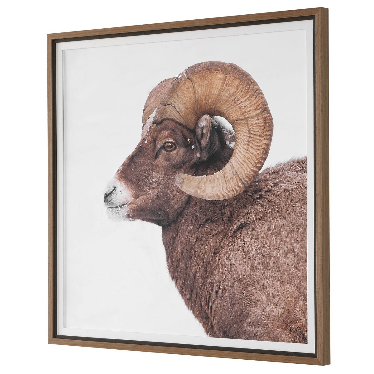 Big Horn Framed Print