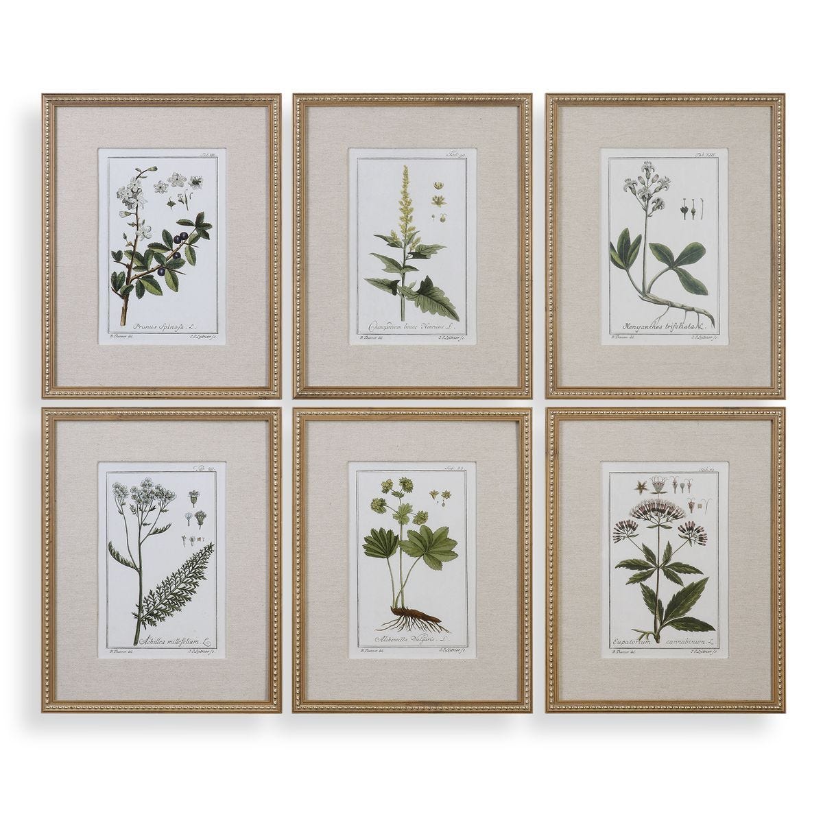 Green Floral Botanical Study Framed Prints, S/6 – Art by Uttermost | Sutter & Vale