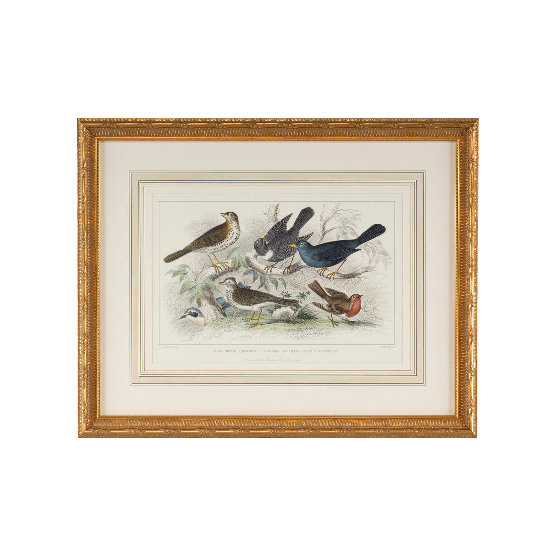 Skylark Song Thrush &r/Breast in 21.75h x 27.25w x 1.5d / Wood - Chelsea House