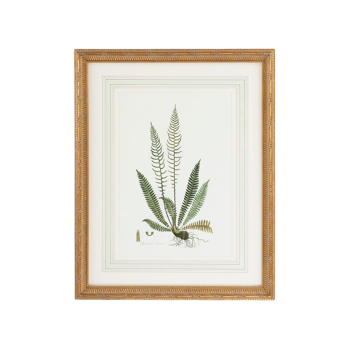 Curtis Ferns III in 27.5 / Wood - Chelsea House