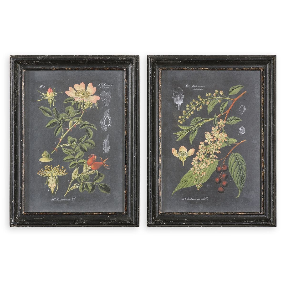Midnight Botanicals Framed Prints, S/2 – Art by Uttermost | Sutter & Vale