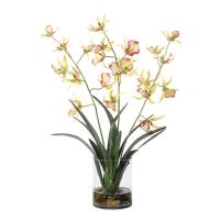 Spider Orchid