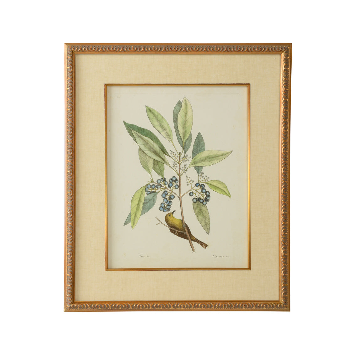 Catesby Bird & Botanical V in 26 / Giclee - Chelsea House