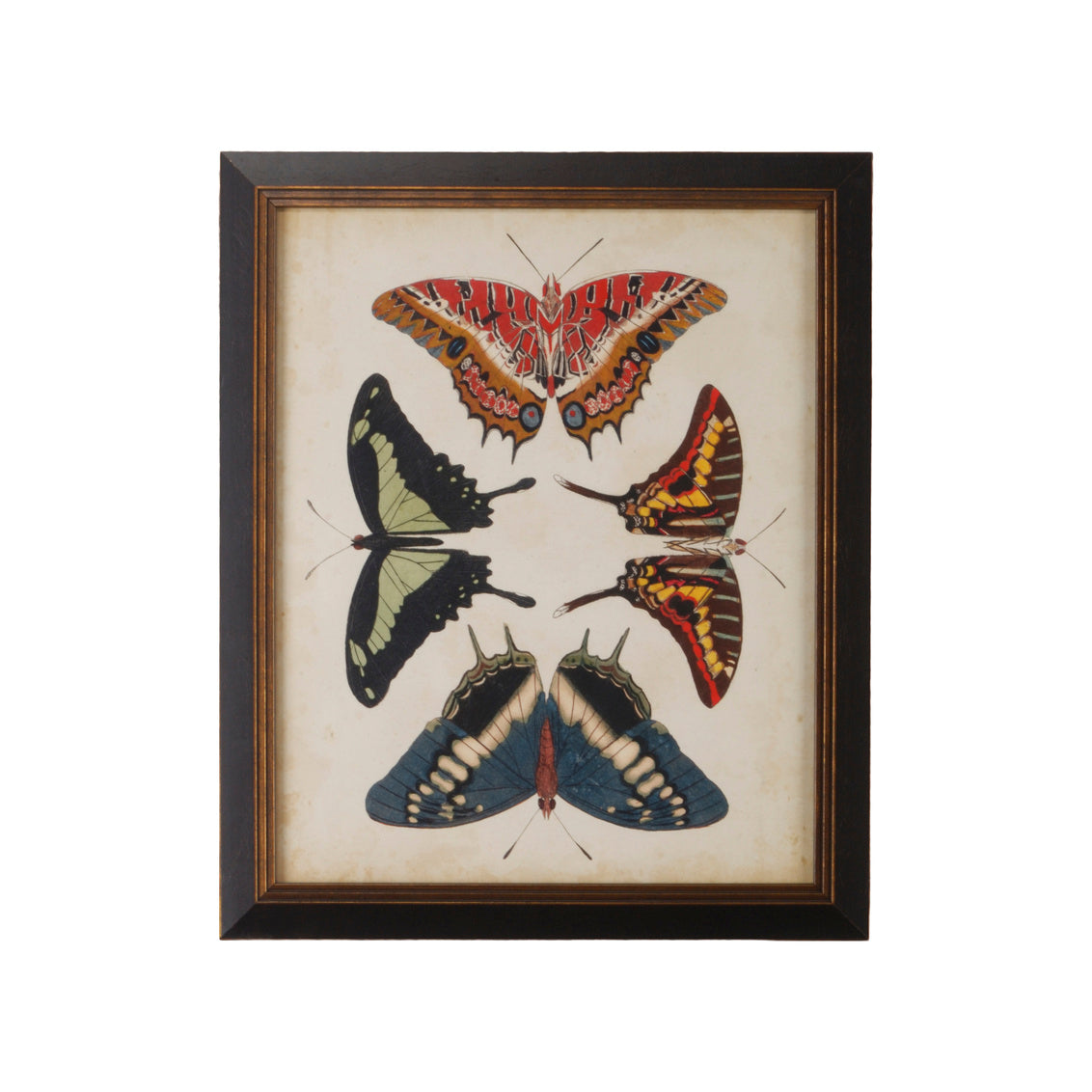Display Of Butterflies II in 23 / Giclee - Chelsea House