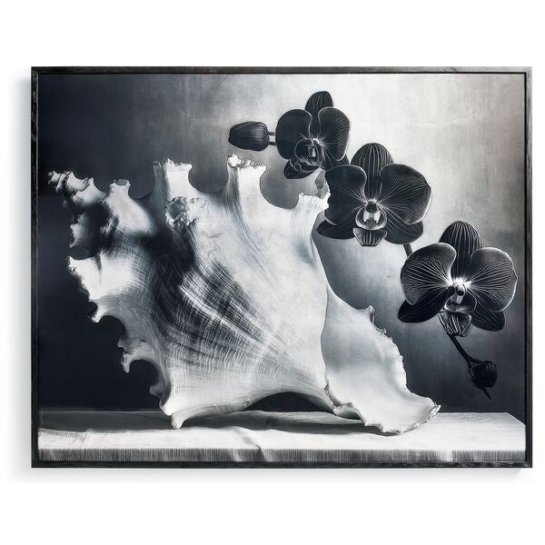 Silver Conch