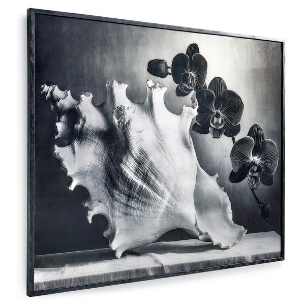 Silver Conch