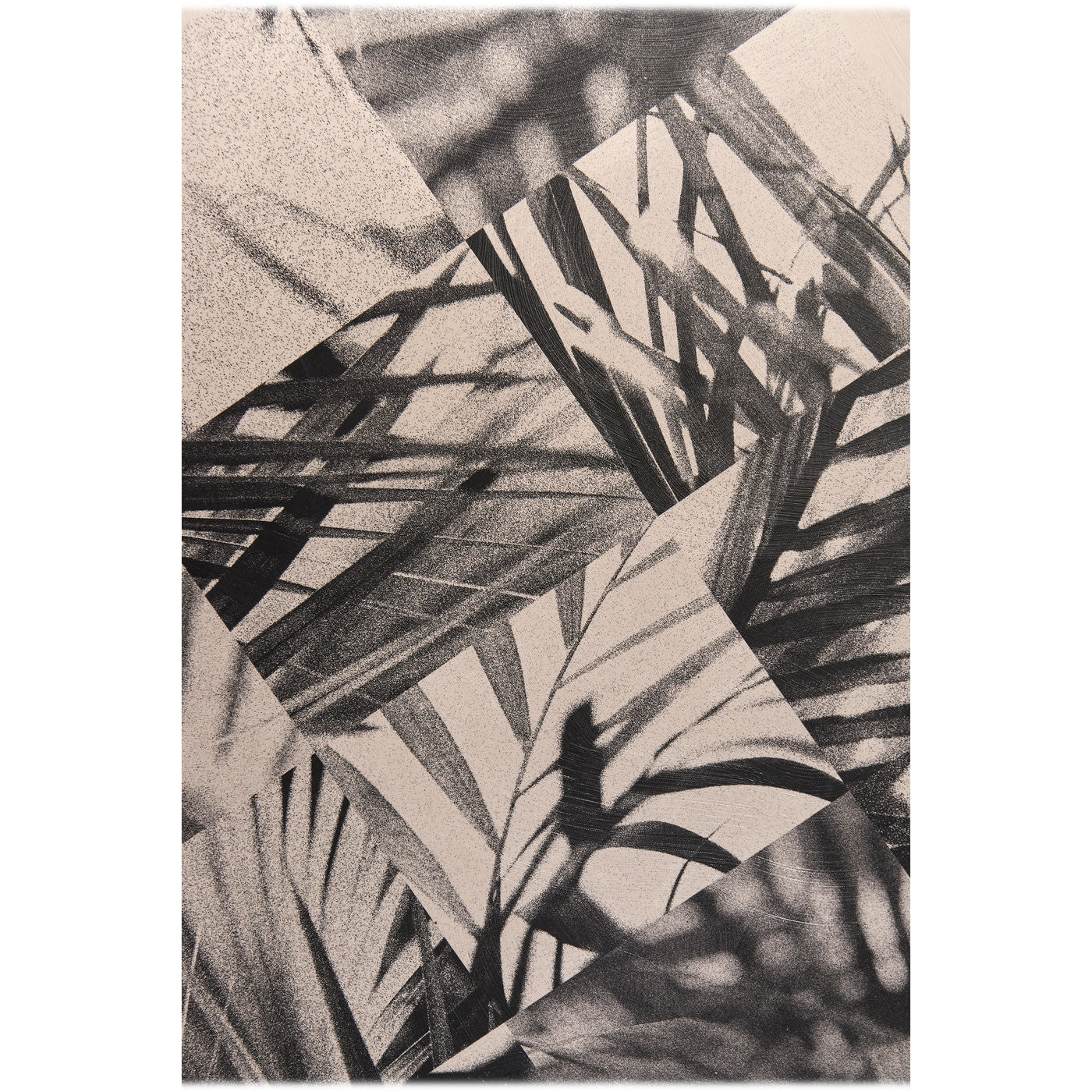 Palm Shadow
