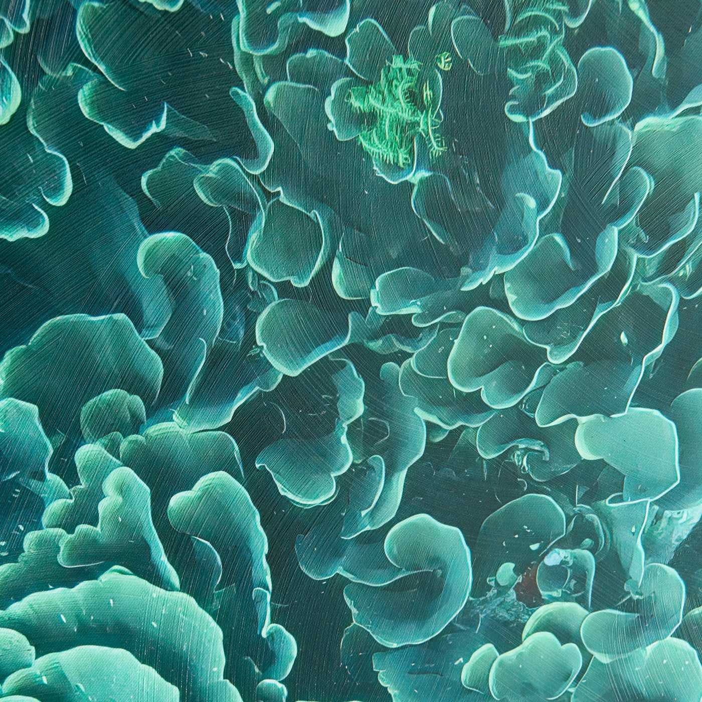 Emerald Coral