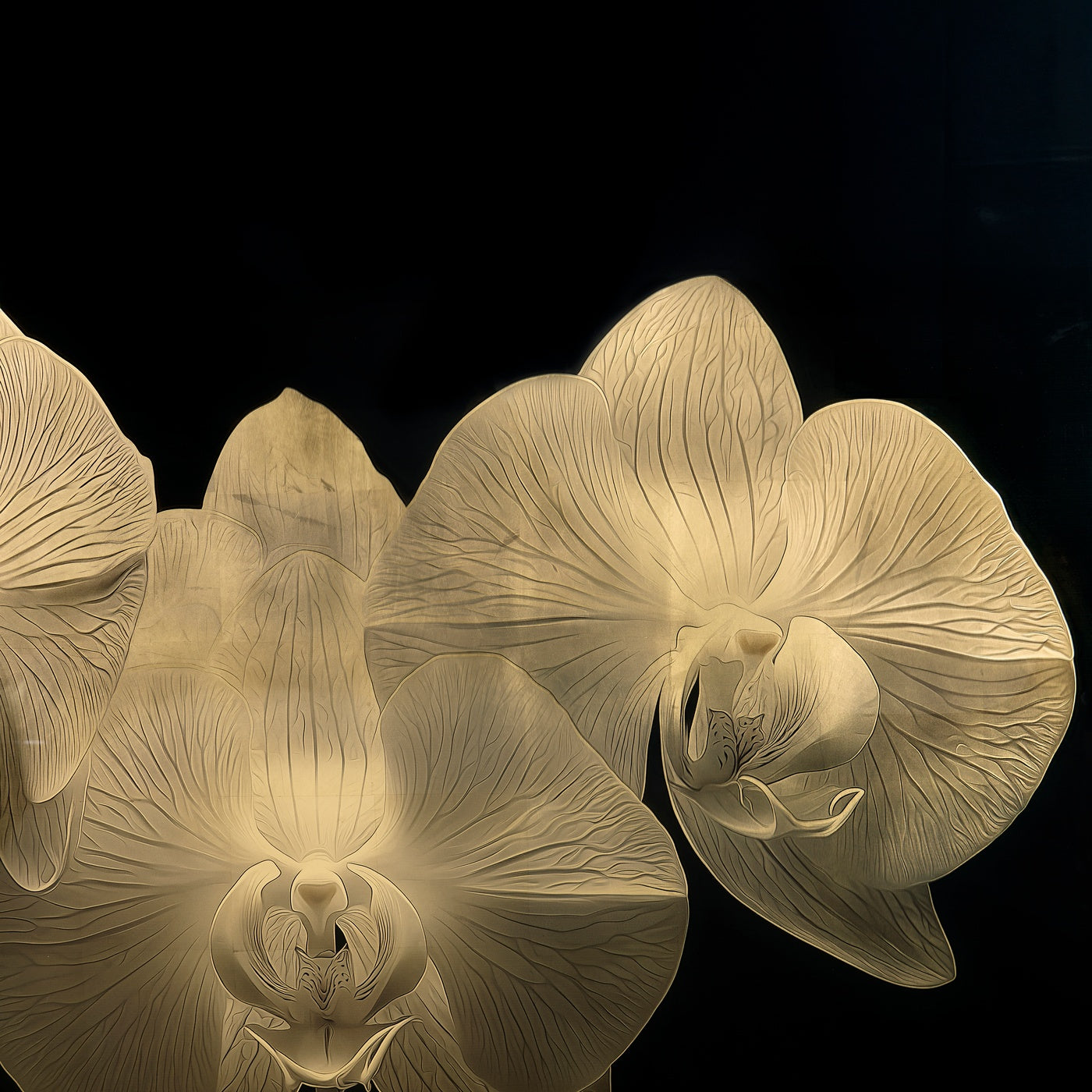 Gold Orchid