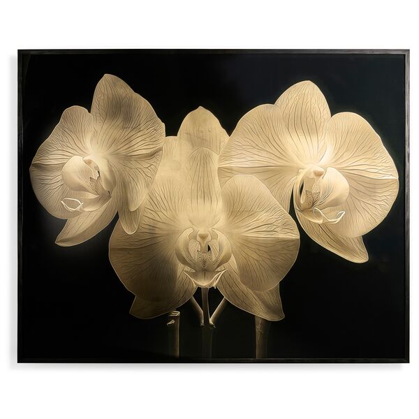 Gold Orchid