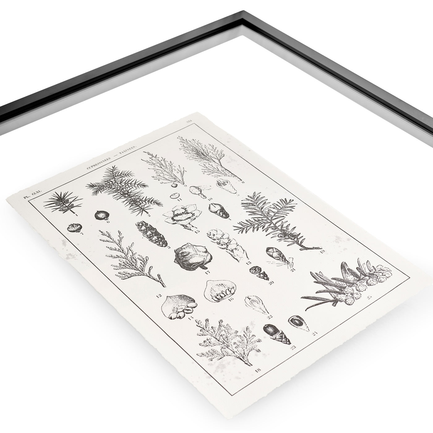Botanica: The Art of Knowledge - Set of 4