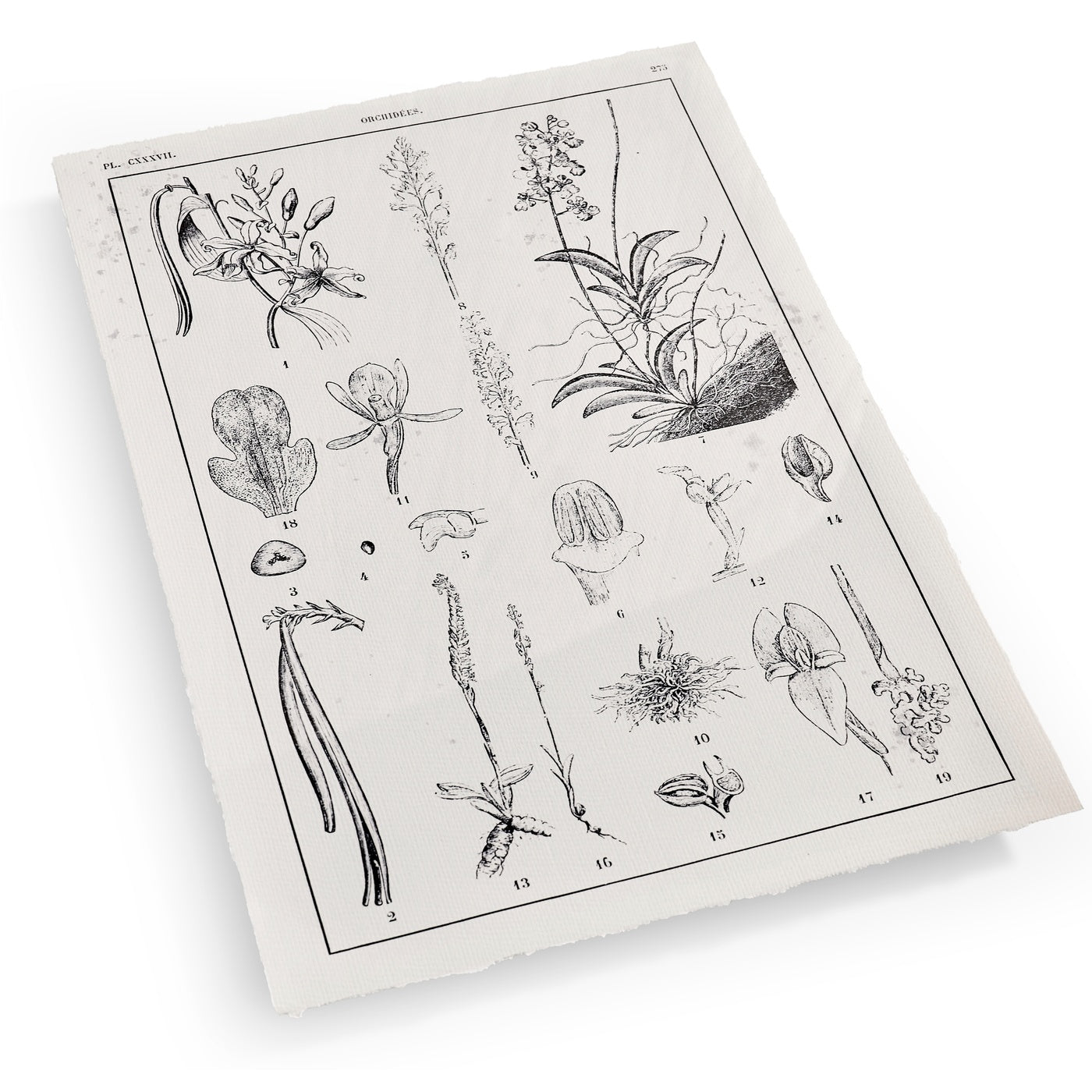 Botanica: The Art of Knowledge - Set of 4
