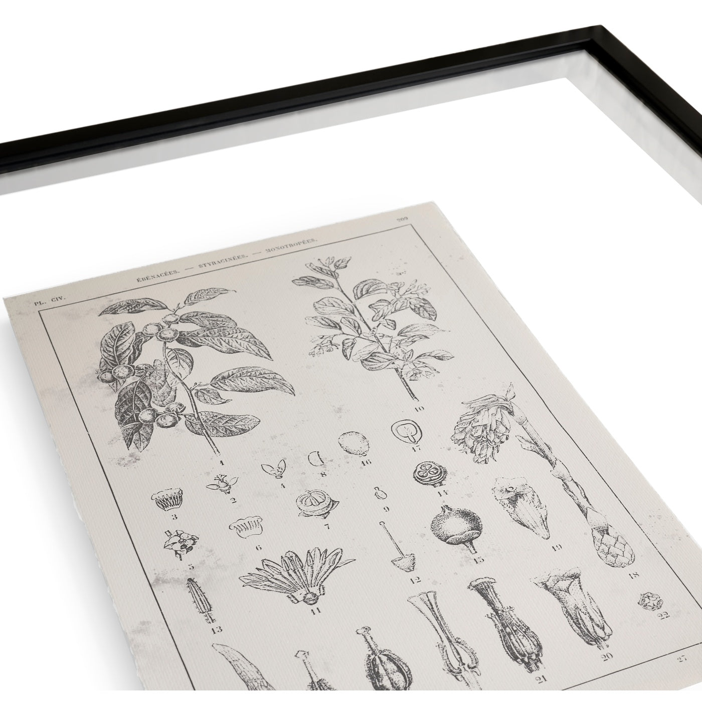 Botanica: The Art of Knowledge - Set of 4