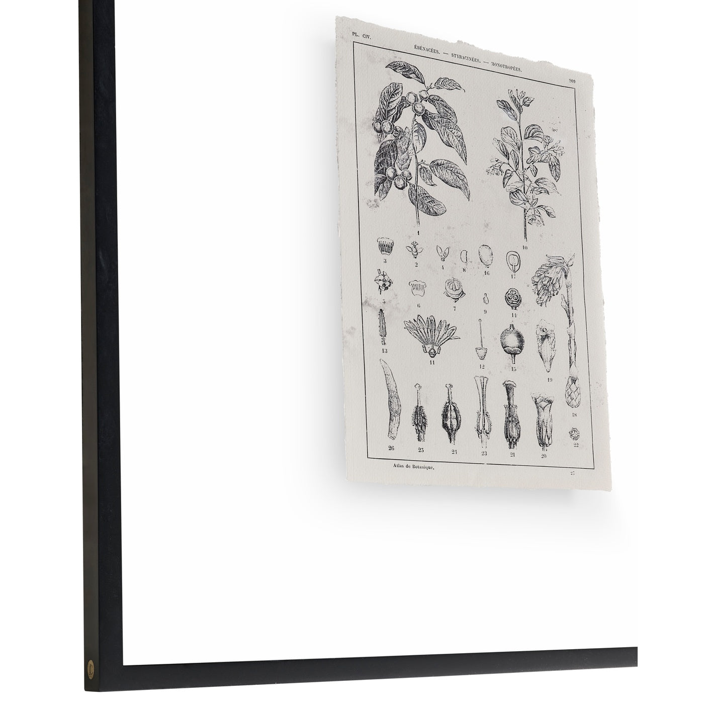 Botanica: The Art of Knowledge - Set of 4