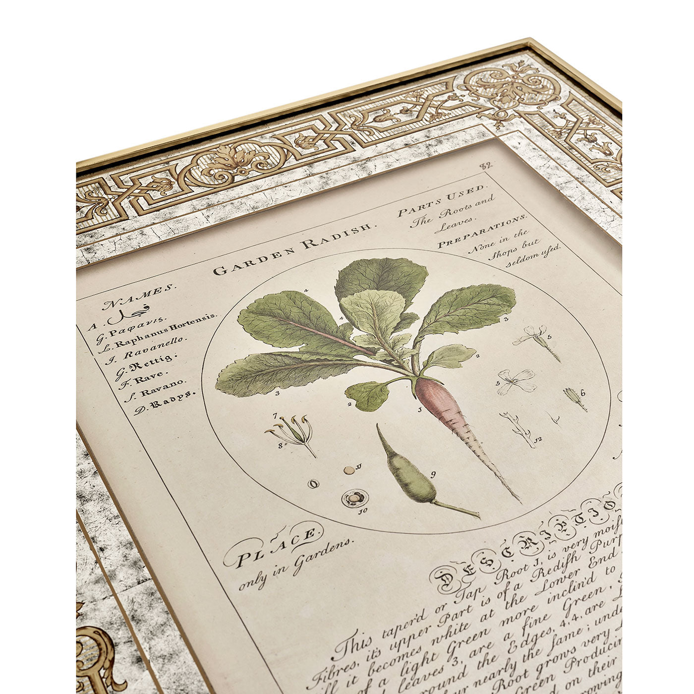 Herbal of Enlightenment - Set of 4