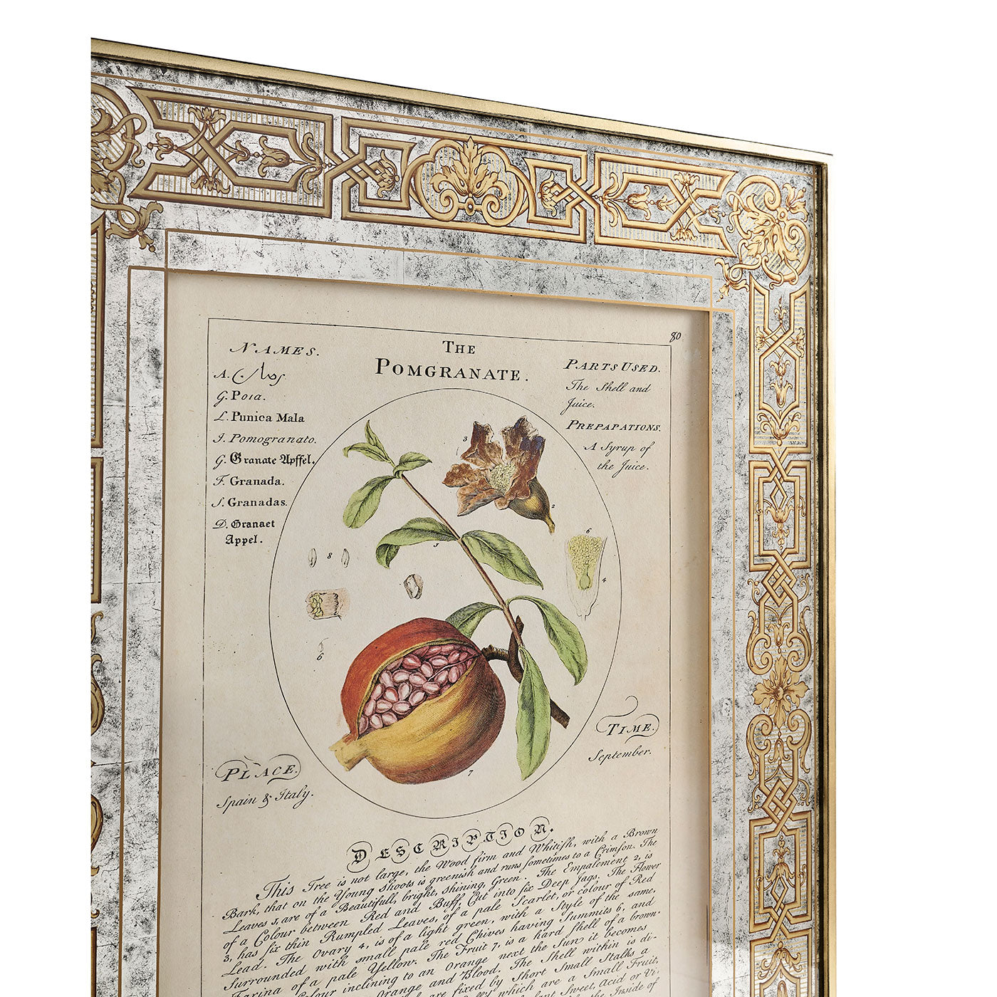 Herbal of Enlightenment - Set of 4