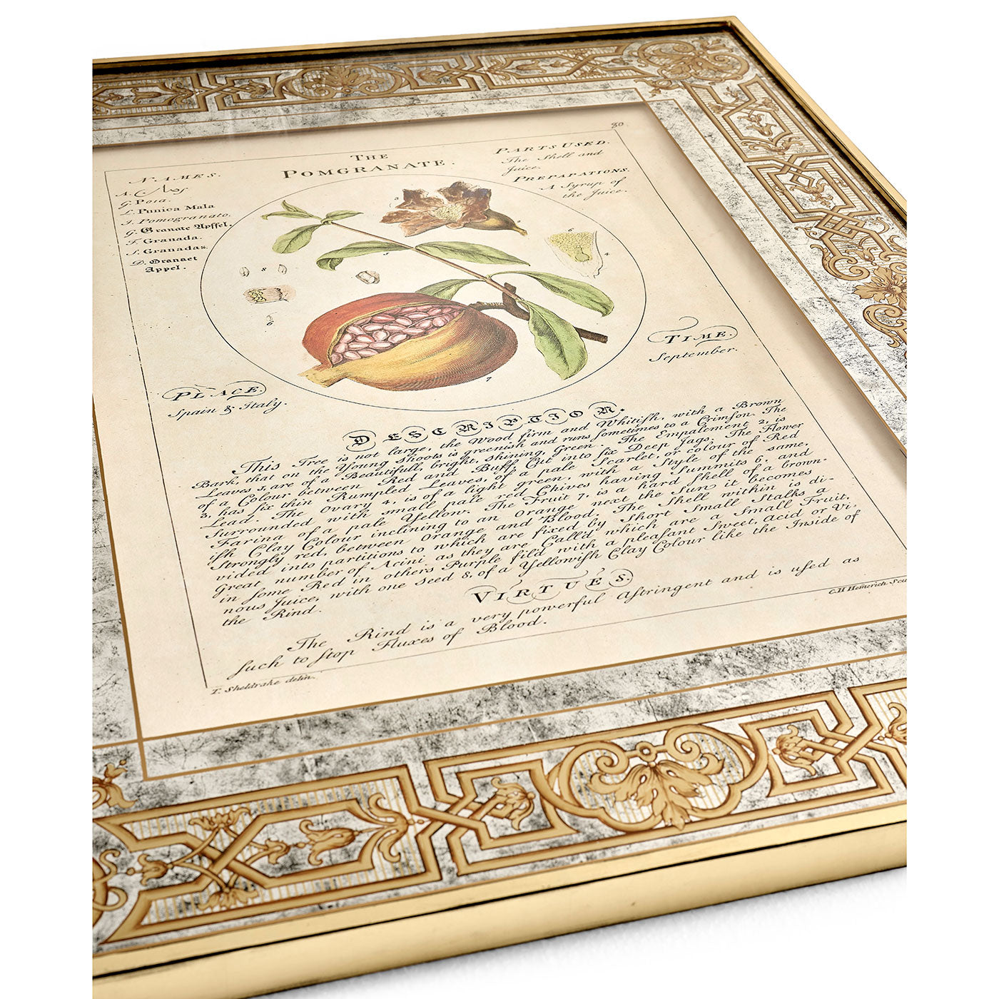 Herbal of Enlightenment - Set of 4