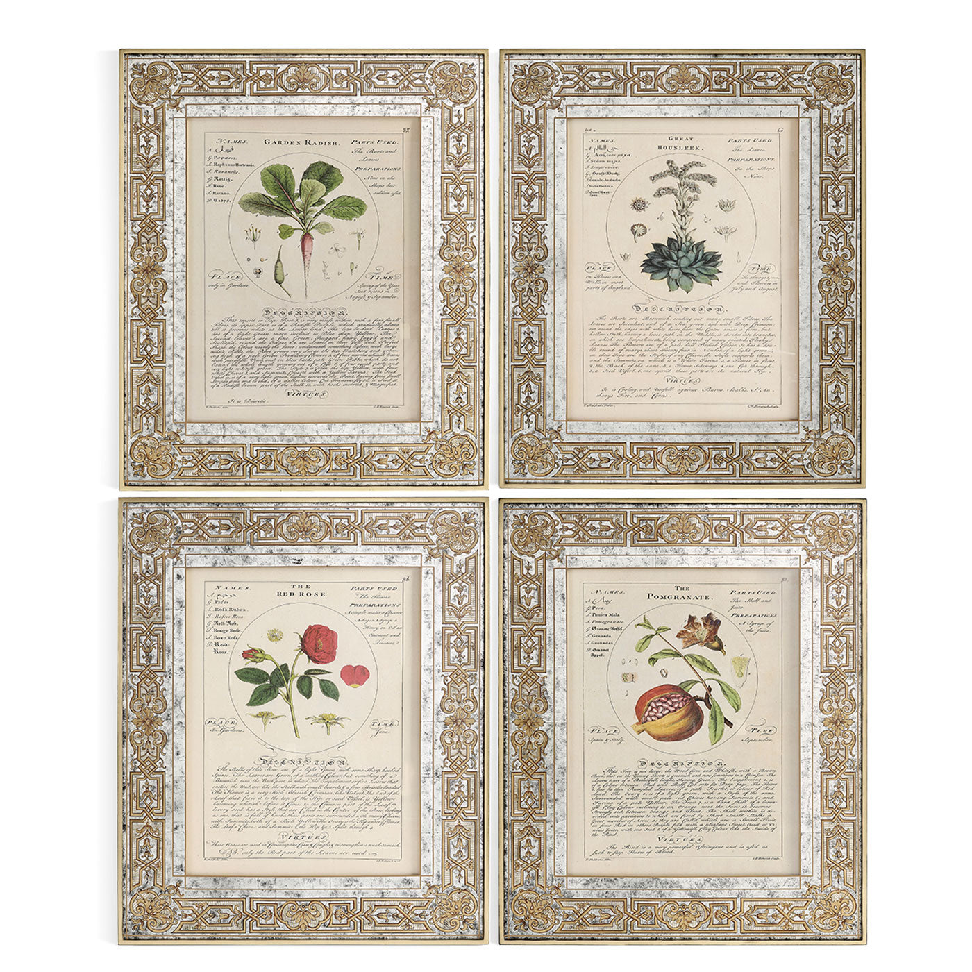 Herbal of Enlightenment - Set of 4