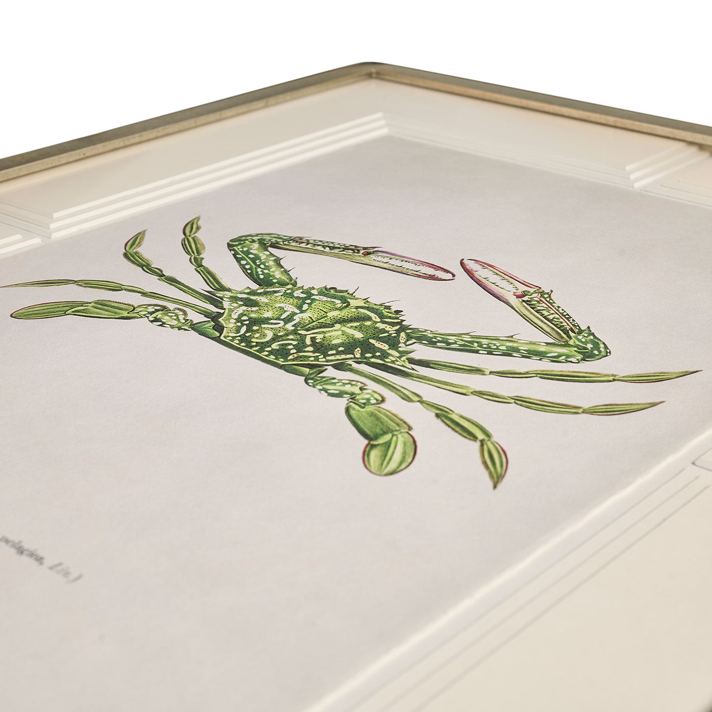 Vintage Marine Animals - Set of 4
