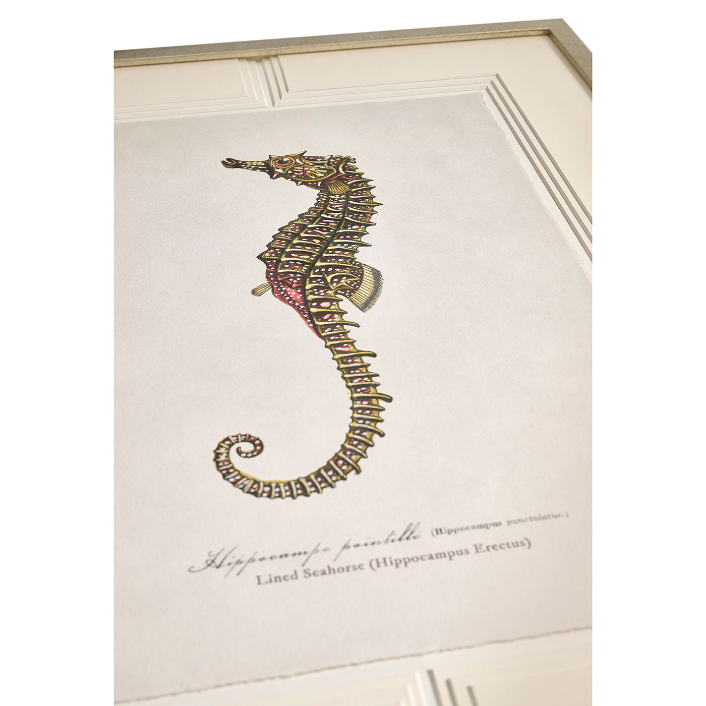 Vintage Marine Animals - Set of 4