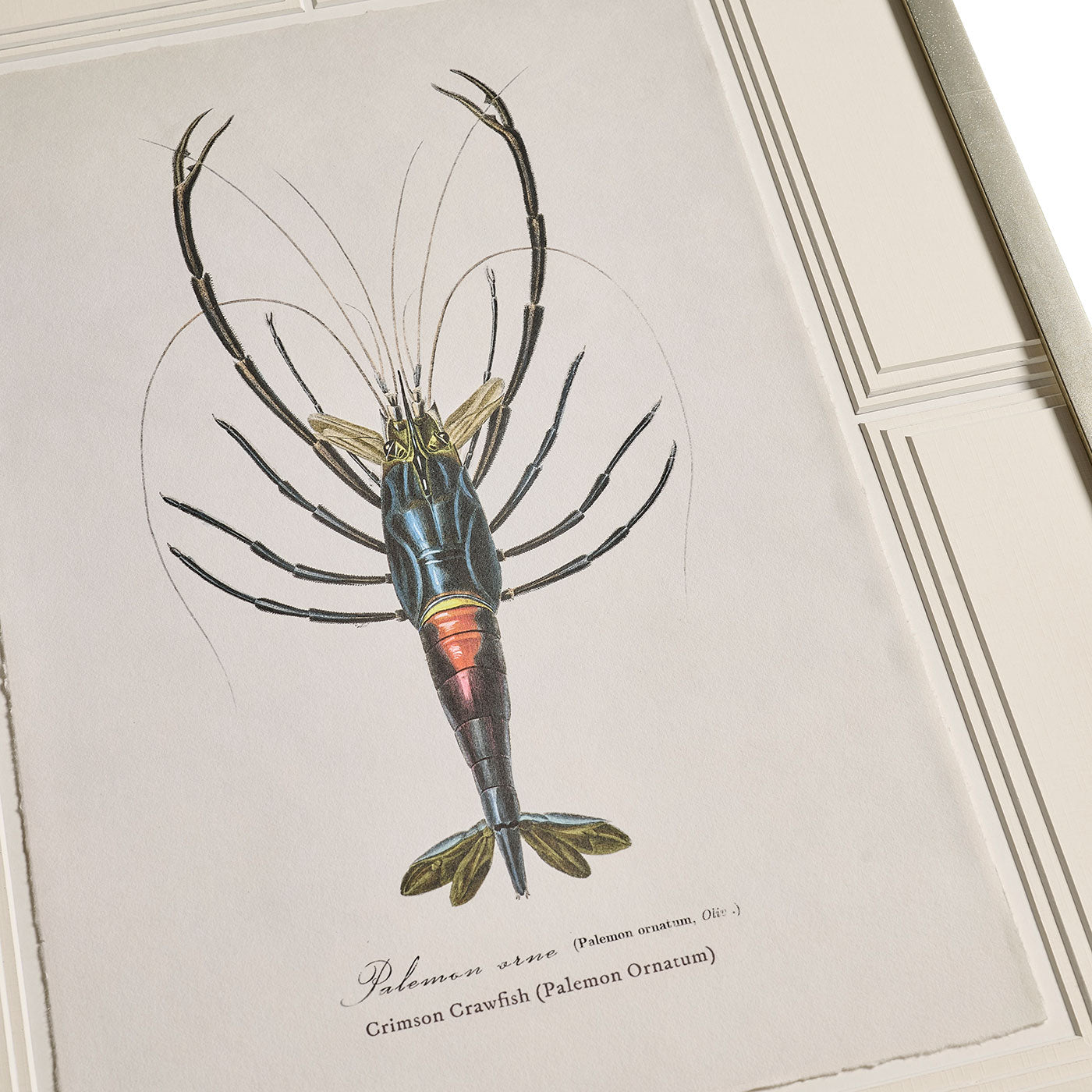 Vintage Marine Animals - Set of 4