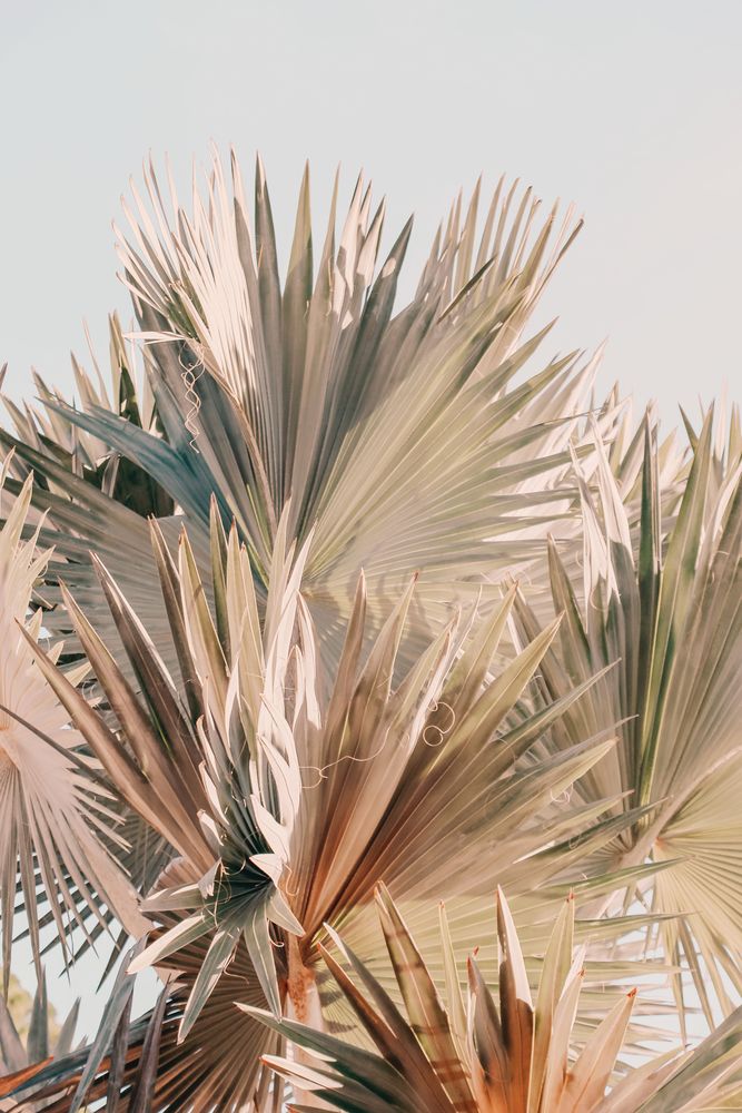 Spring Palm 2 artwork