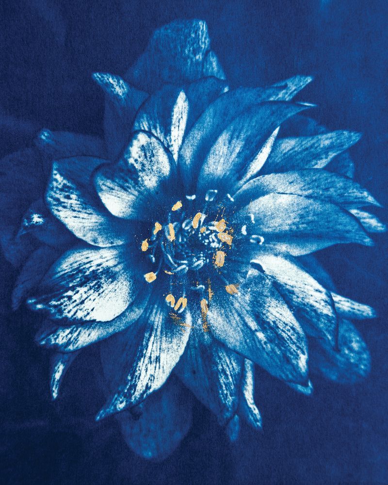 Anemone 1 artwork