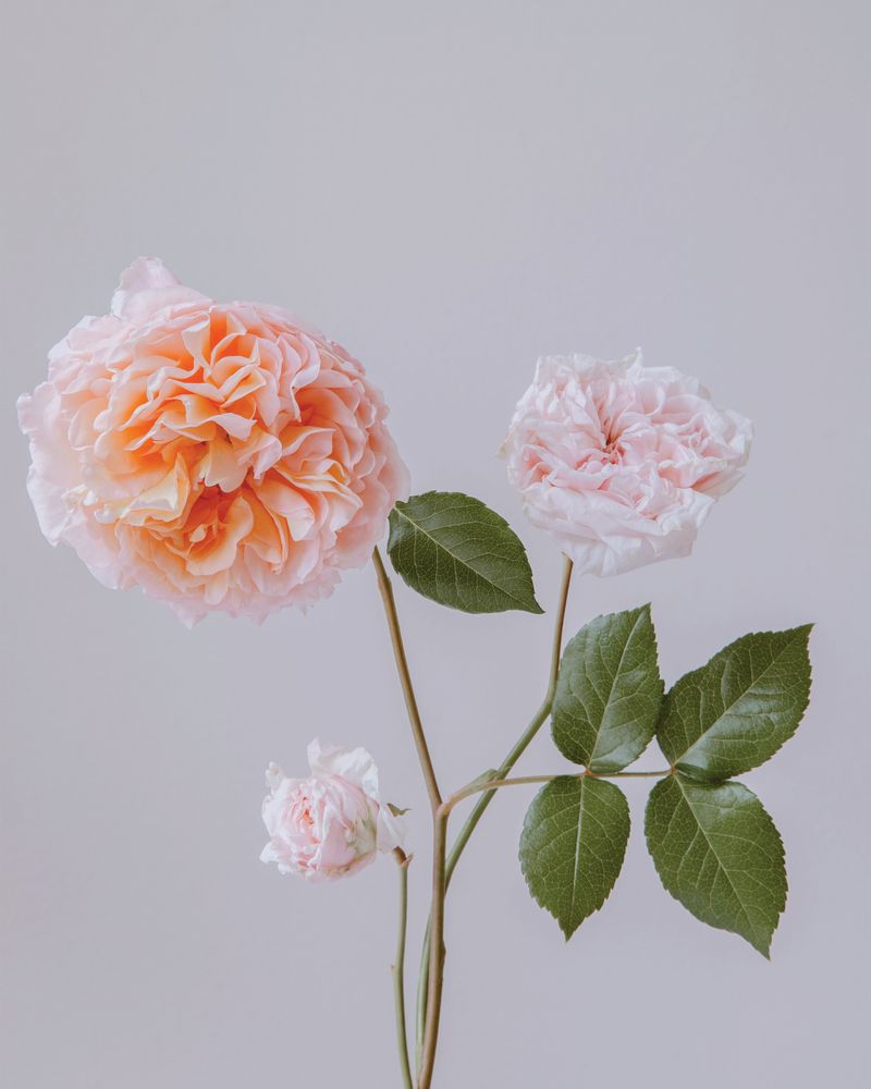 Emma Rose 4 artwork