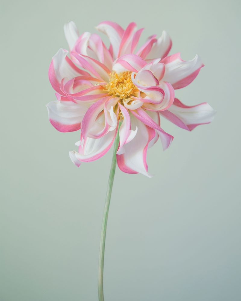 Emma Rose 5 artwork