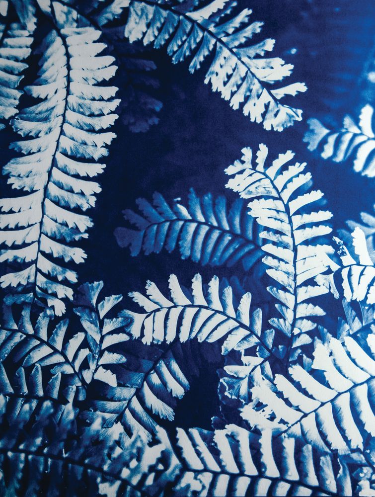 Ferns 1 artwork