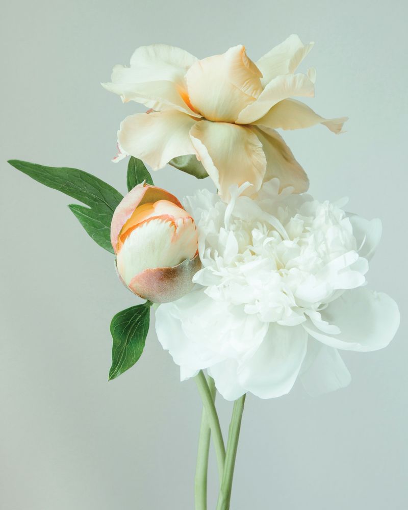 Rosaline 1 artwork