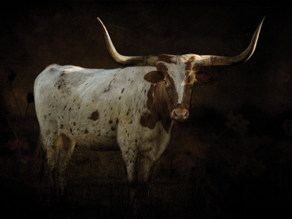 Longhorn 1 artwork