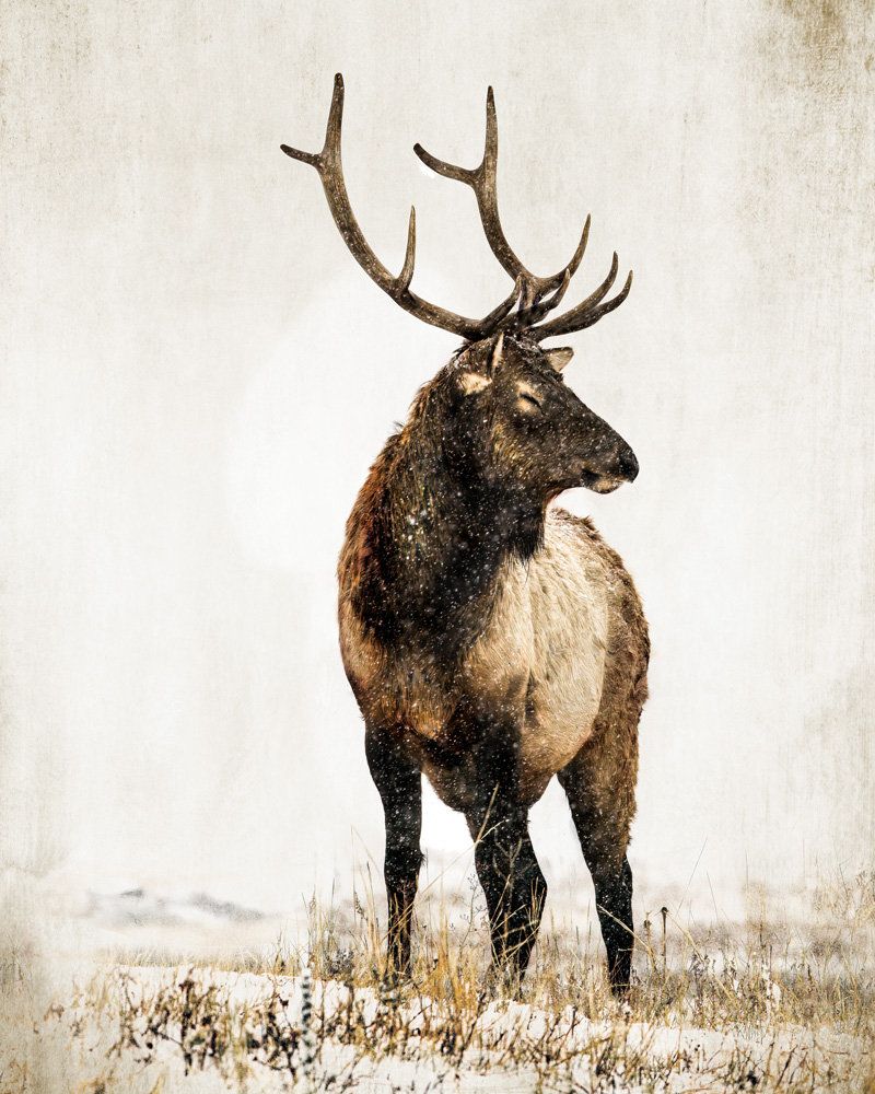 New Elk 1 artwork