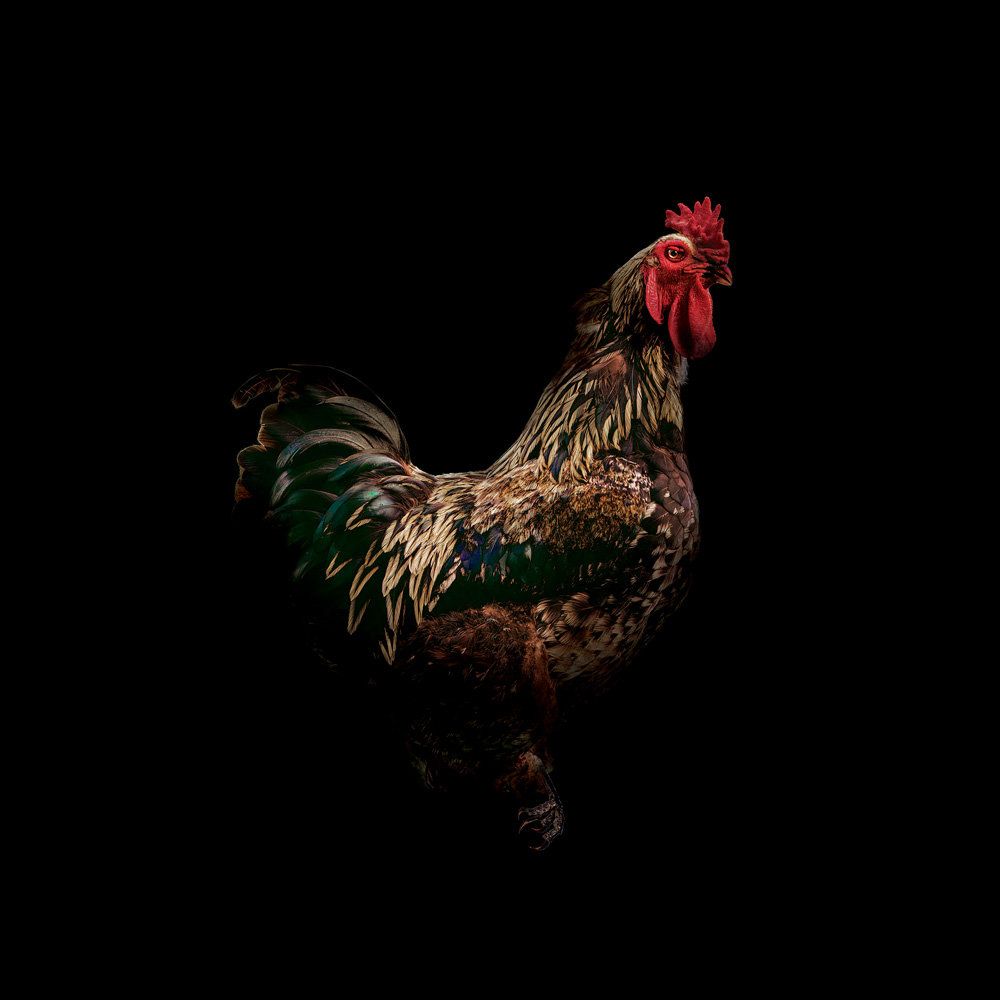 Strut 1 artwork