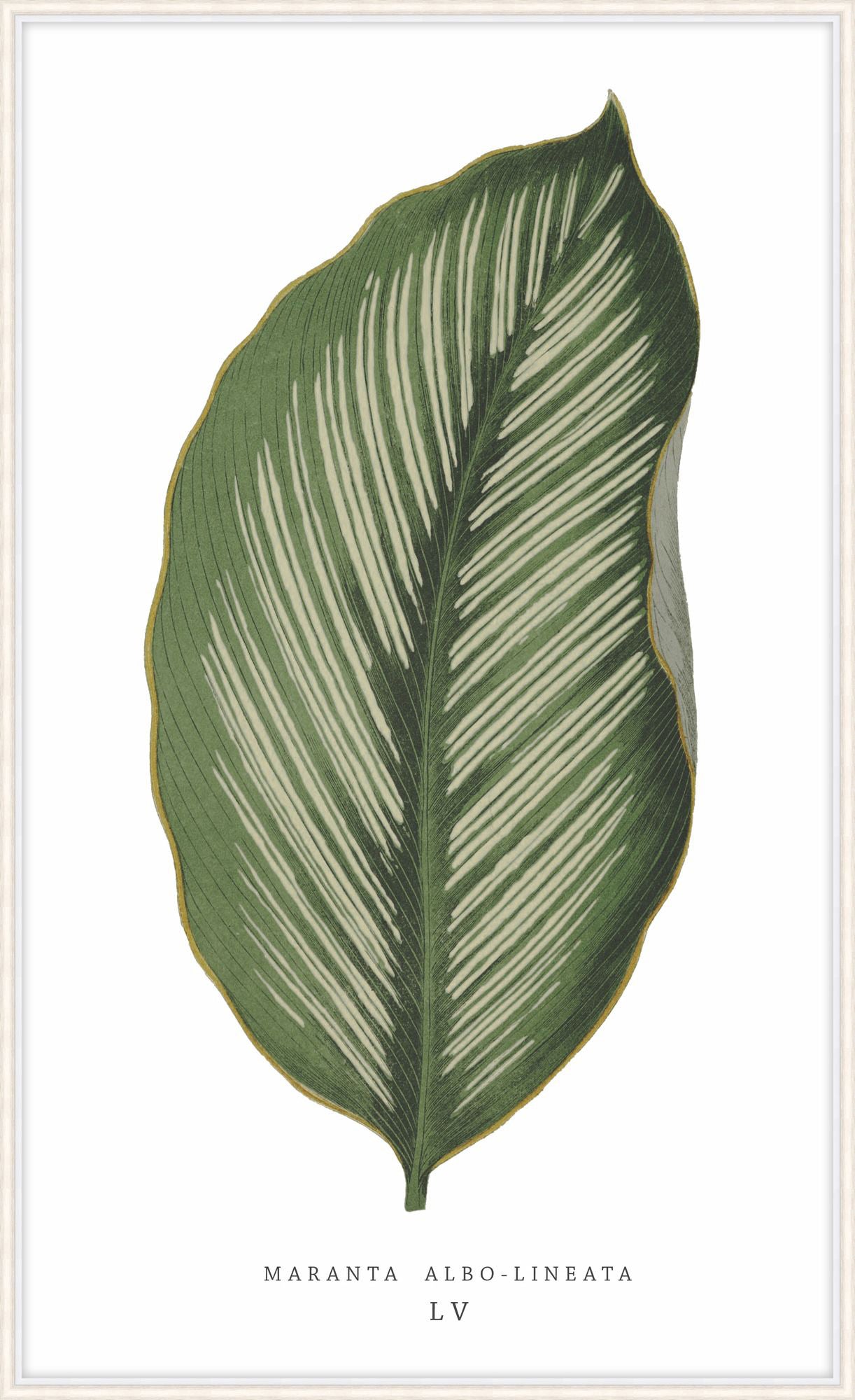 Green Trace 4 – Wall Art by Theodore Alexander | Sutter & Vale