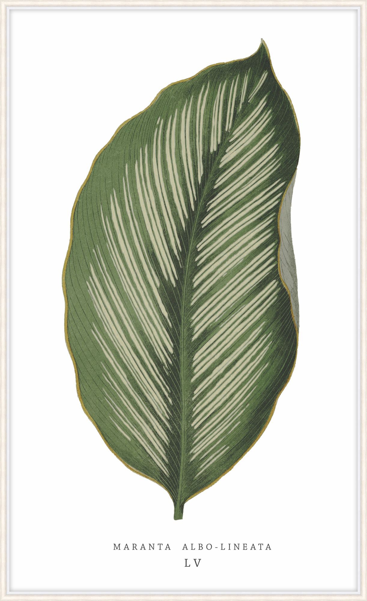 Green Trace 4 - Theodore Alexander