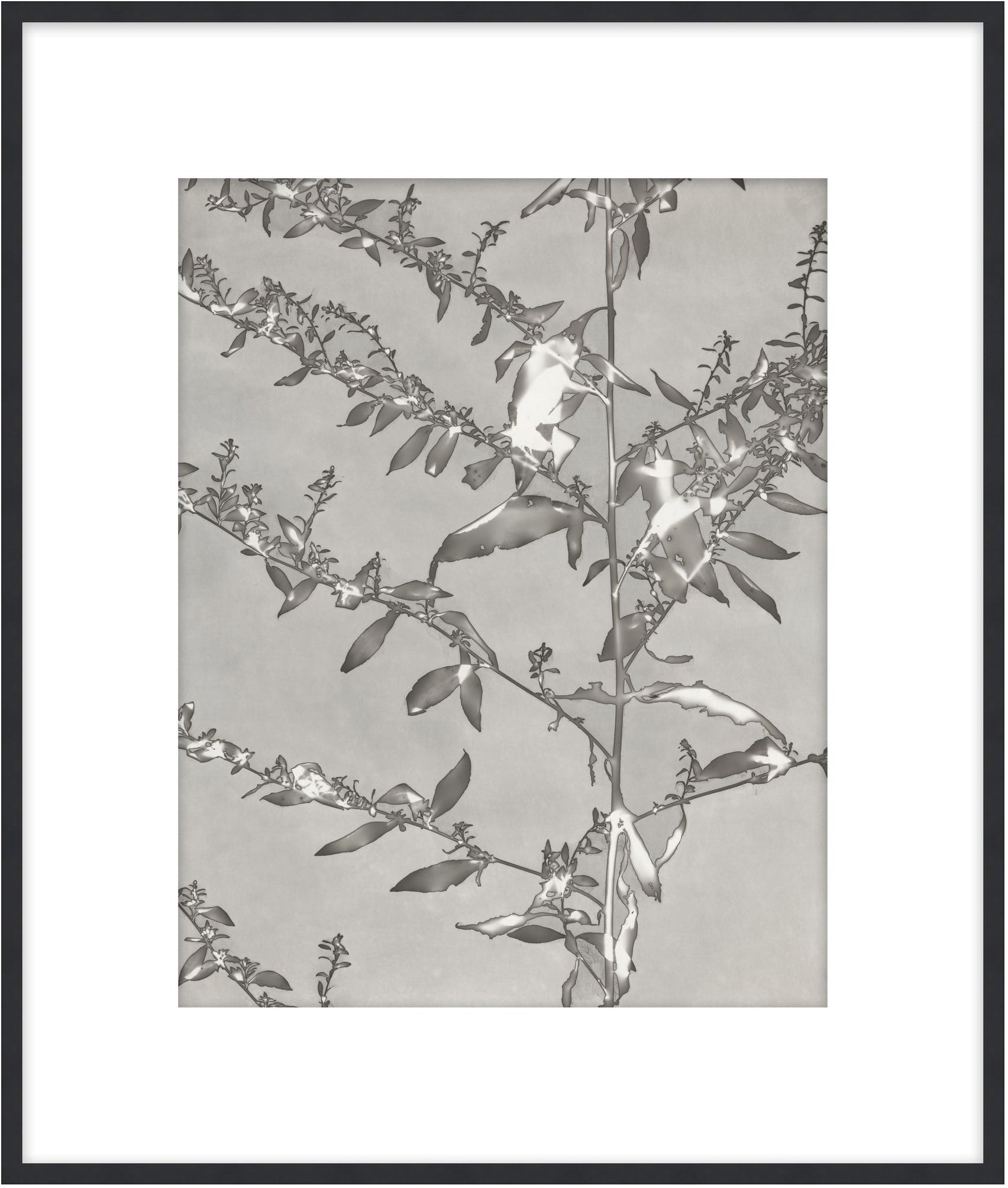 Lucent Botanicals 4 - Theodore Alexander