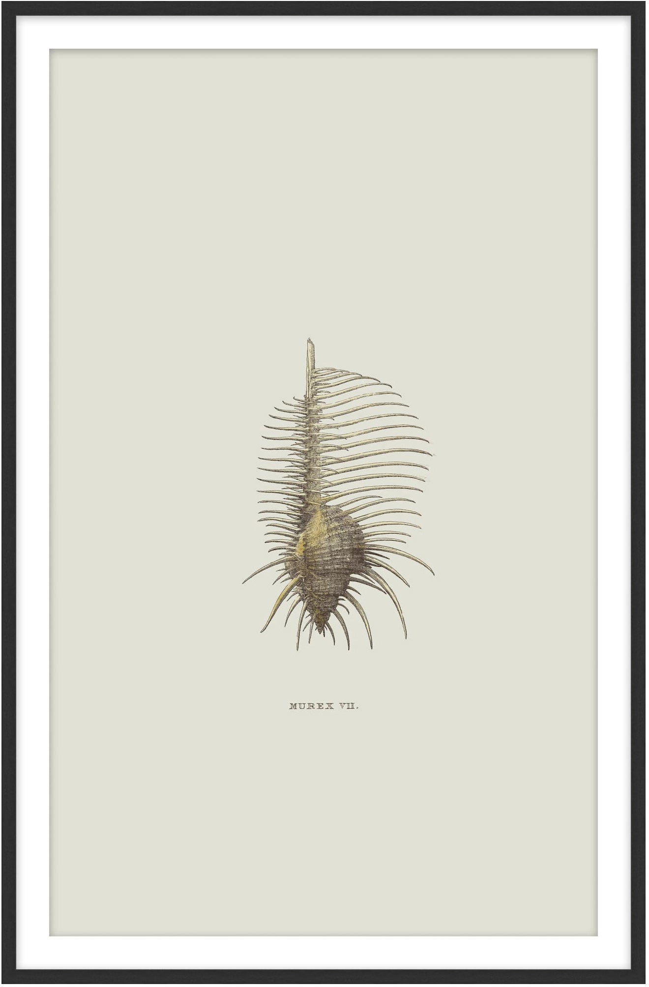 Sundry Murex 2 - Theodore Alexander