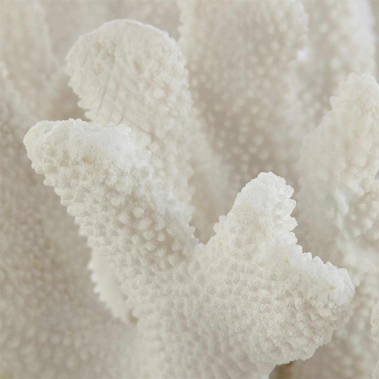 Coral Sculpture on Crystal
