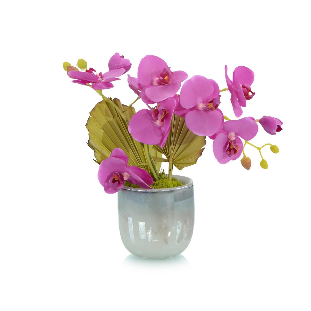 Tropical Fan Orchid – Art by John Richard | Sutter & Vale
