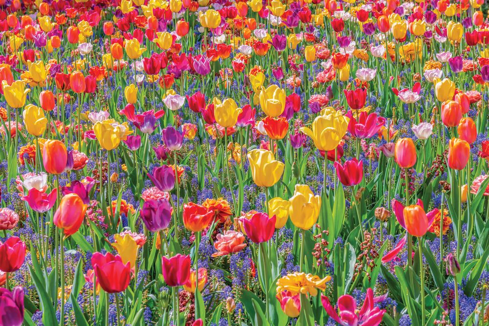 Tulip Golden Hour 1 artwork