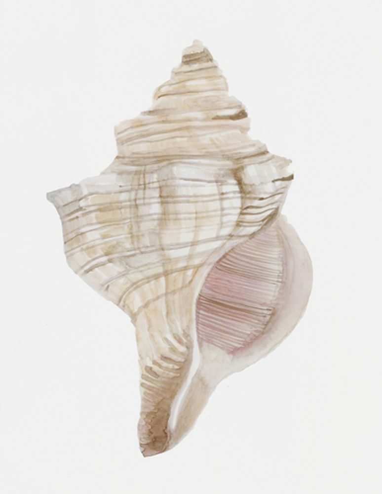 Shell Study 1 artwork