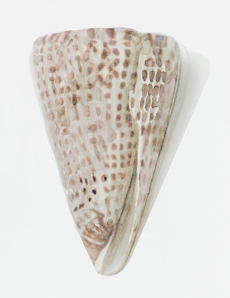Shell Study 3 artwork